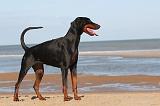 DOBERMANN 005